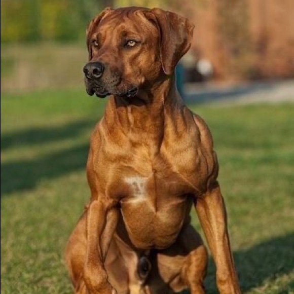 Meet your Posher, Laszlo - Picture 1 of 1